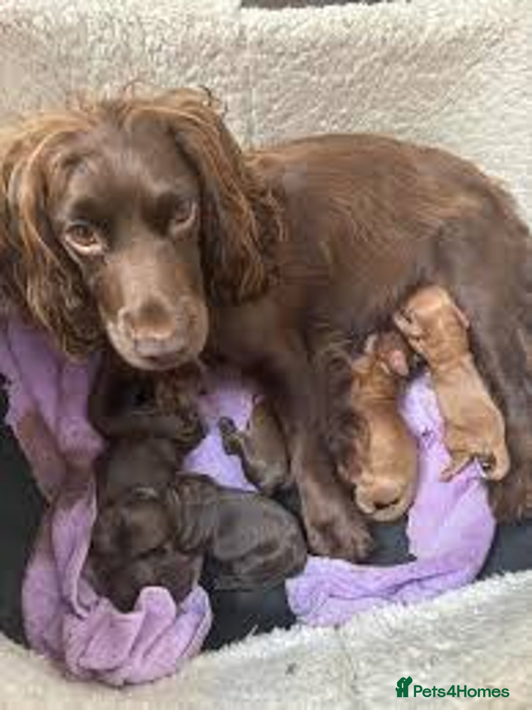 Mixed Breed dogs for sale: Beautiful Cocker spaniel cross breed puppies  - Advert 7