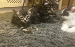 Mixed Breed cats for sale: Soft, Sweet, and Full of Fun…. - Advert 22
