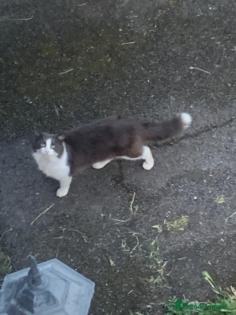 Mixed Breed cats Mushy  - Advert 17