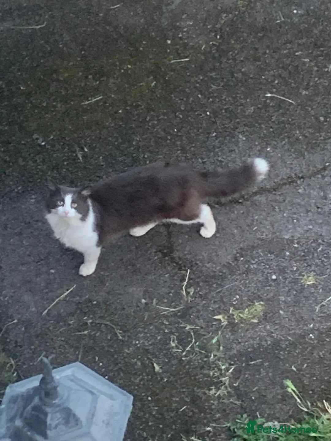 Mixed Breed cats for sale: Mushy  - Advert 1