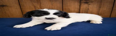 Cocker Spaniel 1