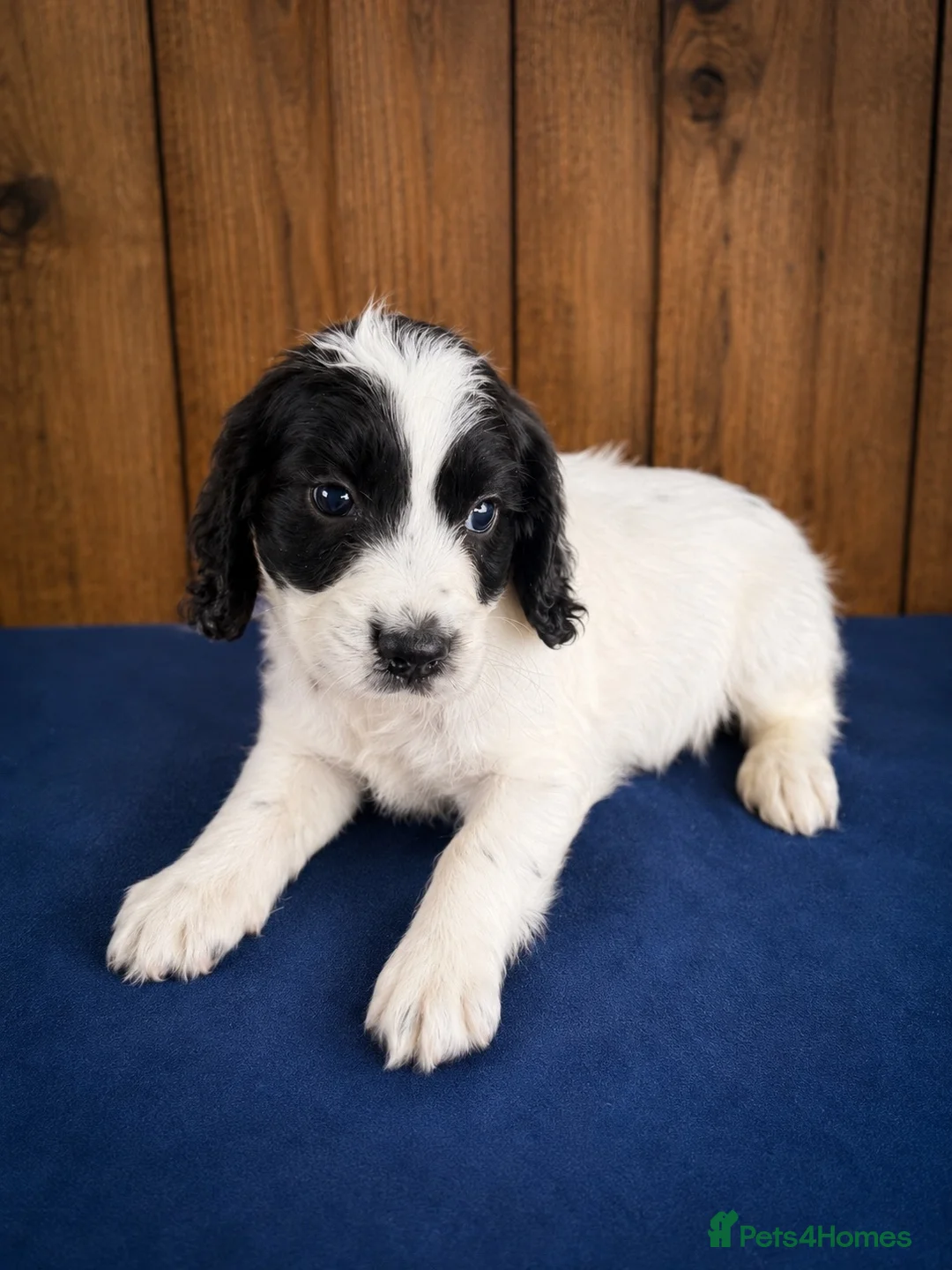 Cocker Spaniel dogs for sale: Gorgeous Merle cockers  - Advert 5