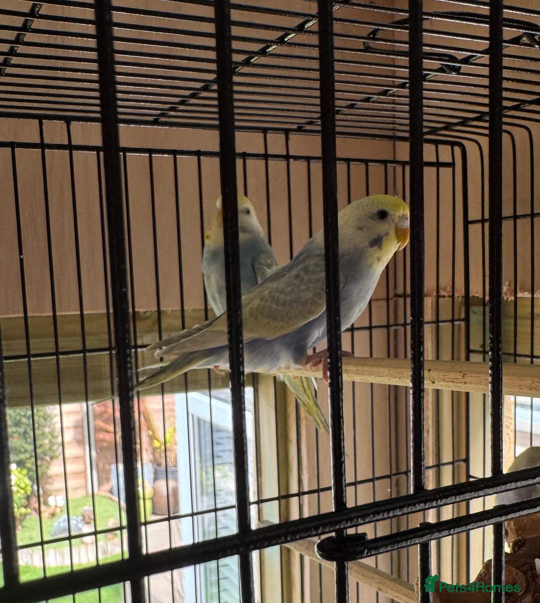 Budgerigars birds Lovely young rainbow budgies male and female  - Advert 4