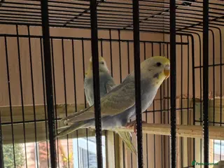 Budgerigars birds Lovely young rainbow budgies male and female - Advert 4