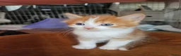 Mixed Breed cats for sale: Affectionate kittens - Advert 4