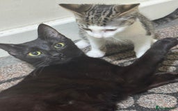 American Shorthair cats for sale: White and Grey kitten for sale - Image 3