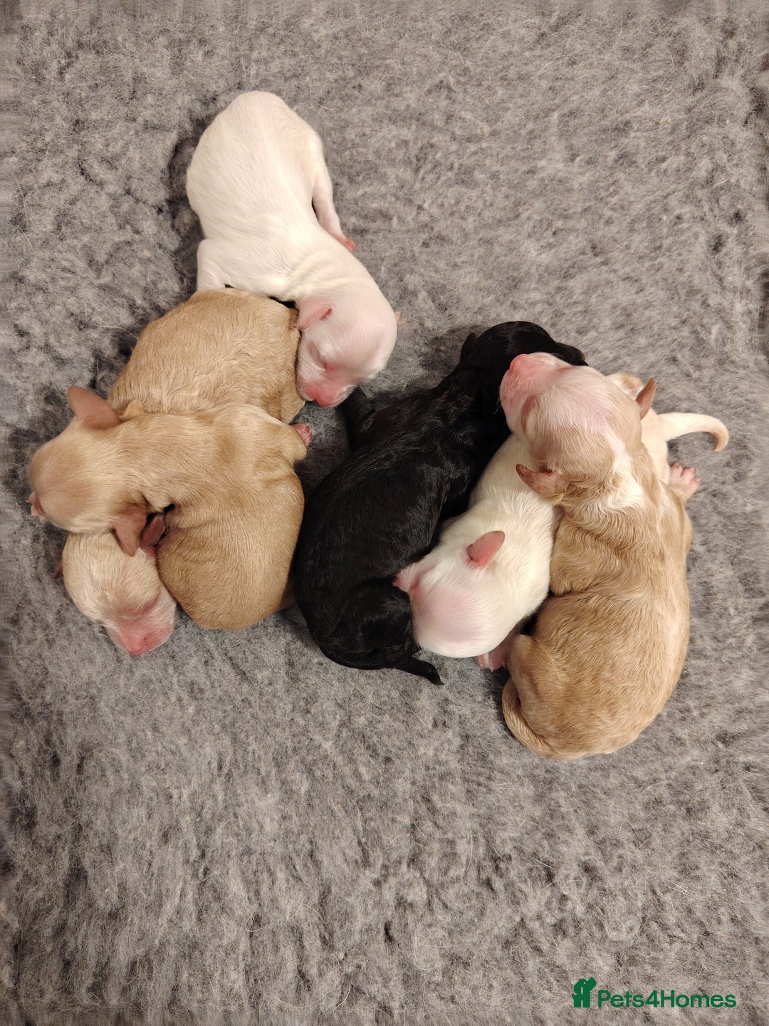 Cockapoo dogs for sale: Stunning F2b cockapoos  - Image 5