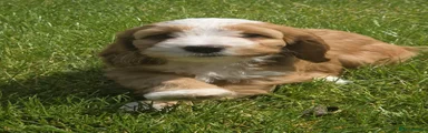 Cockapoo 2
