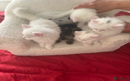 Mixed Breed cats for sale: 4 beautiful kitten - Image 21