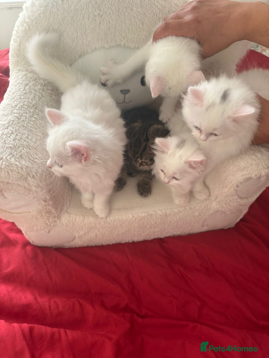 Mixed Breed cats for sale: 4 beautiful kitten - Image 21