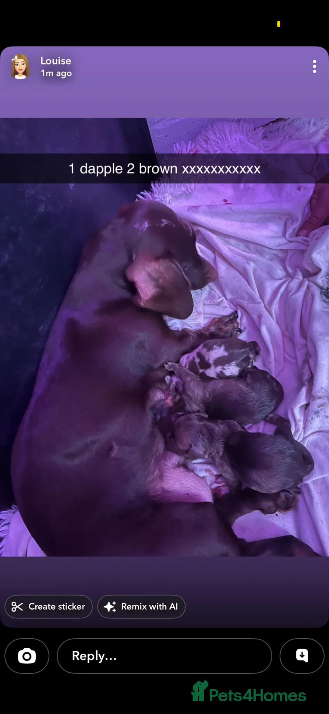 Miniature Dachshund dogs for stud: Frank the stud  - Advert 2