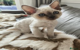 Devon Rex cats for sale: Blue Point Devon Rex Boy 💙 - Image 7