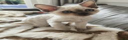 Devon Rex cats for sale: No longer available💙Blue Point Devon Rex Boy 💙 - Advert 7
