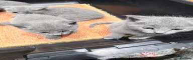 Russian Blue Kitten 3