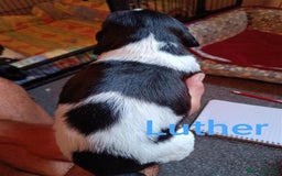 English Springer Spaniel dogs for sale: Working bred KC English Springer Spaniels puppies  - Image 9