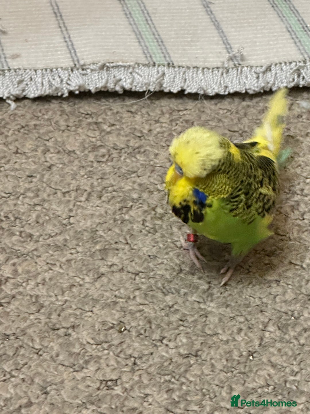 Budgerigars birds for sale: Budgies 2 male and 1 female  - Advert 4