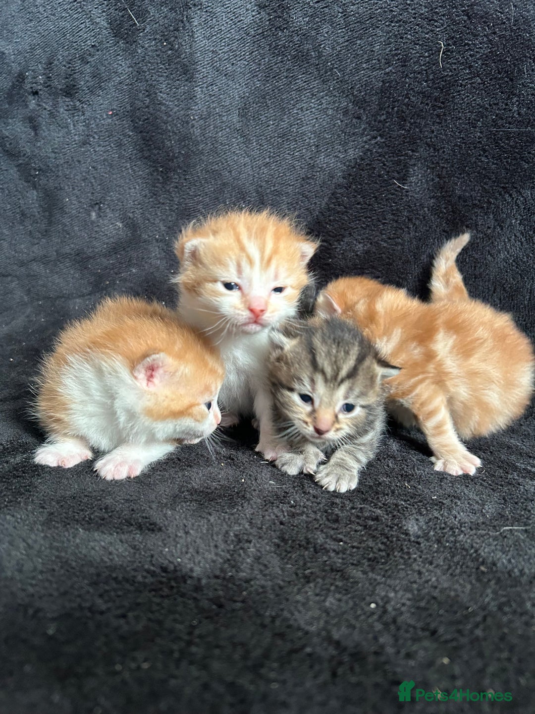 Mixed Breed cats for sale: Adorable Christmas ready kittens 🎅🏼🎄🎁 - Advert 1