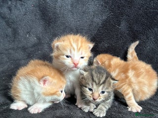 Mixed Breed cats Adorable Christmas ready kittens 🎅🏼🎄🎁 - Advert 1