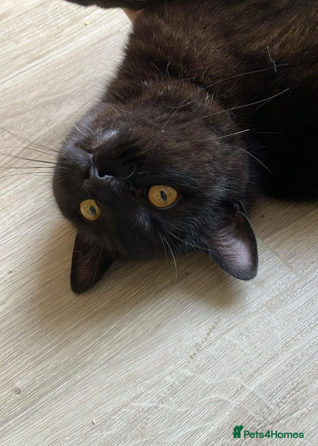 Mixed Breed cats for sale: Scottish Fold Mix Kittens –Ready 16th August 🐾 - Image 9