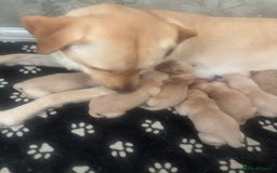 Labrador Retriever dogs for sale: Fox red Labrador - Image 7