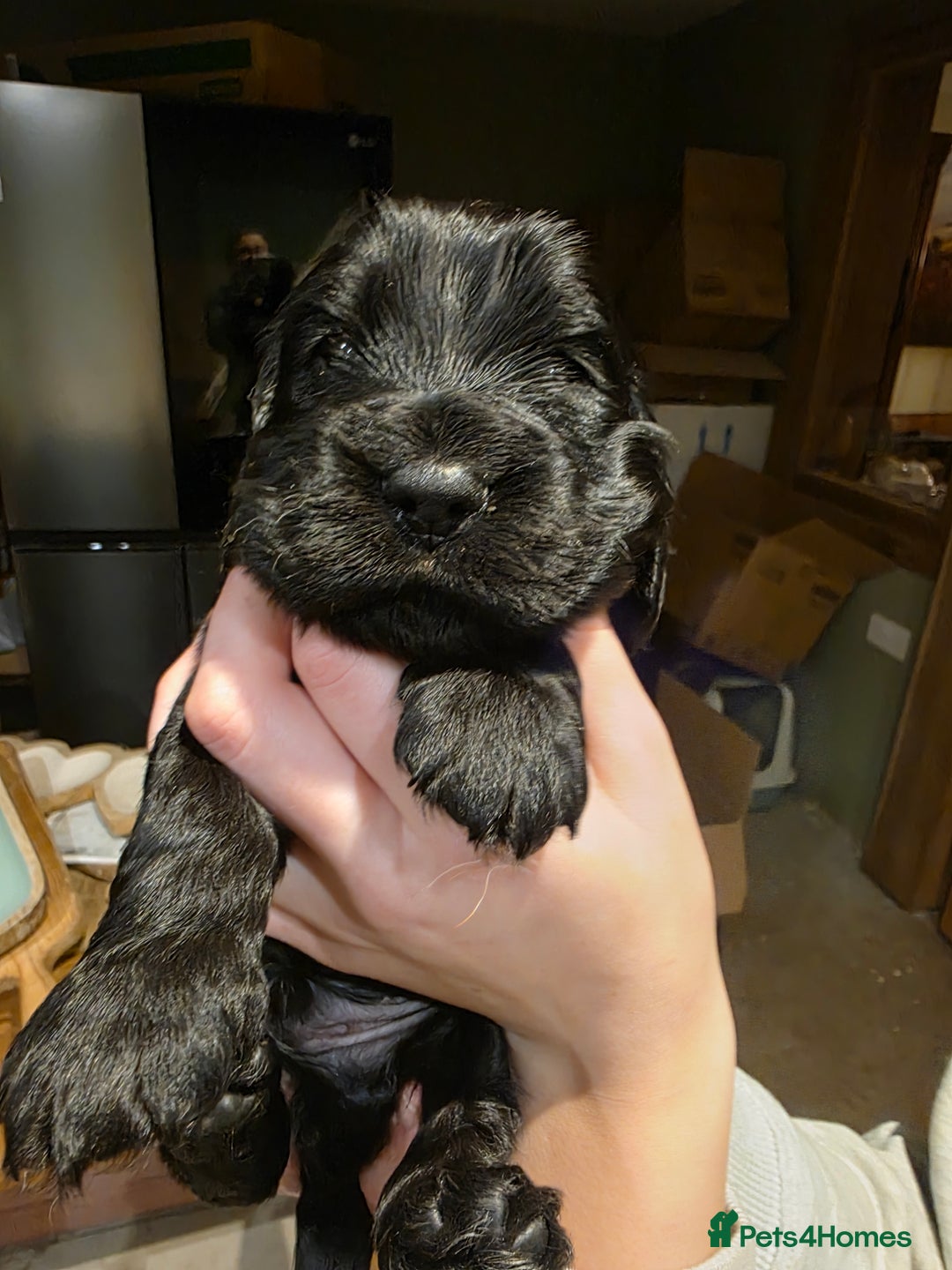 Cockalier dogs for sale: Gorgeous chunky Cockalier pupuchinos - Image 11