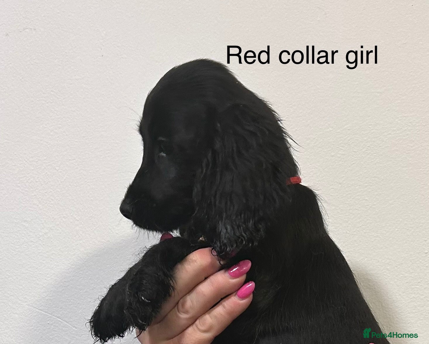 Cocker Spaniel dogs **READY TO GO** - Advert 1