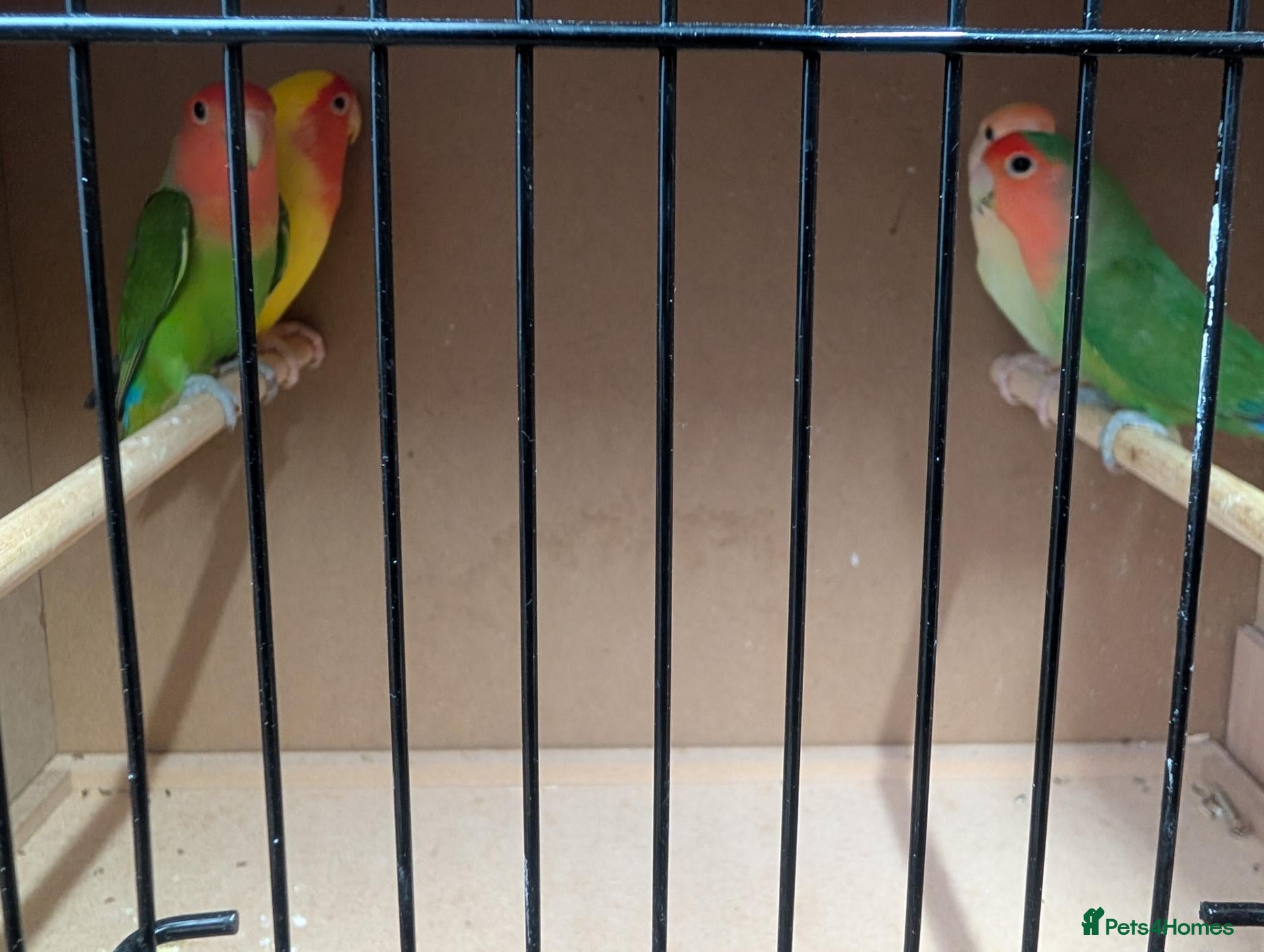 Lovebirds birds All Colour Love Birds - Advert 1