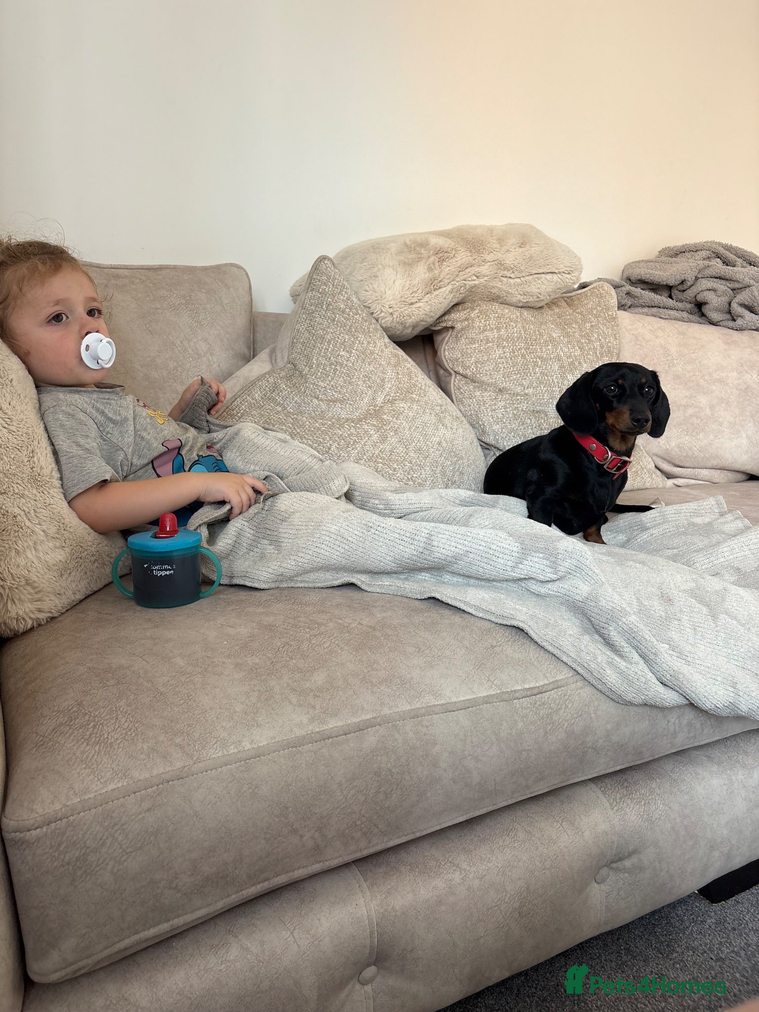 Miniature Dachshund dogs 1 year old mini dachshund  - Advert 18