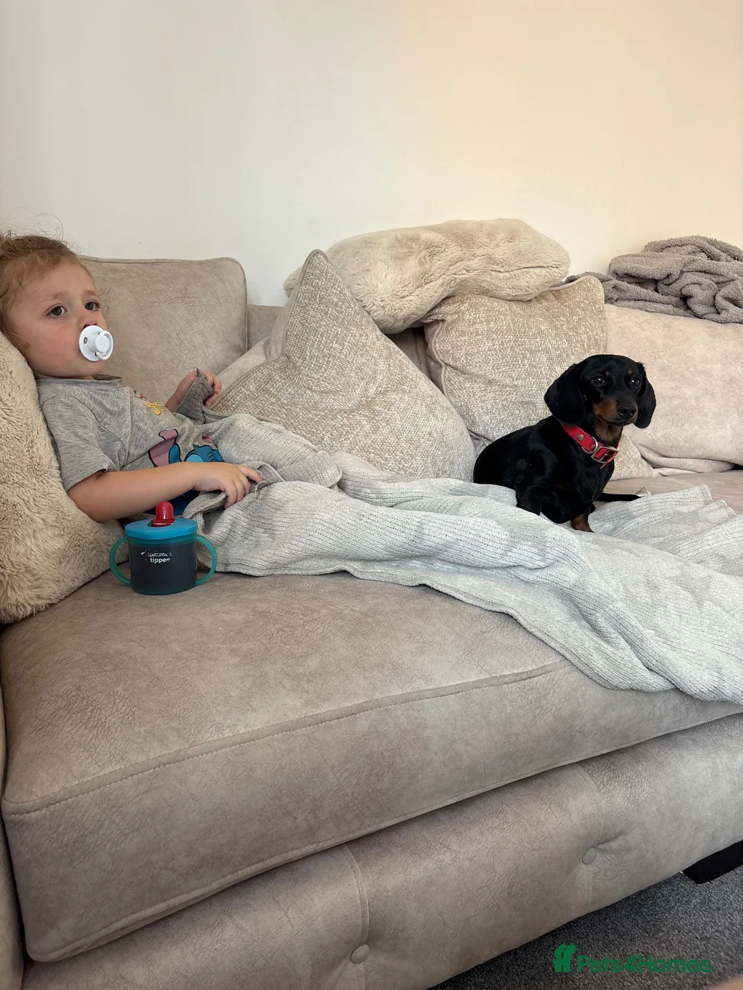 Miniature Dachshund dogs for sale: 1 year old mini dachshund  - Advert 1