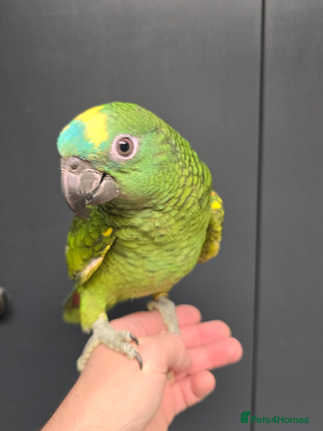 Parrots birds for sale: Stunning Handreared Amazon's ready now!!! - Image 5