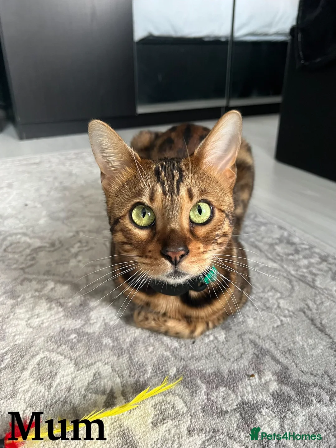 Bengal cats for sale: READY TO GO! Pure Pedigree Bengal Kittens TICA Reg - Advert 2