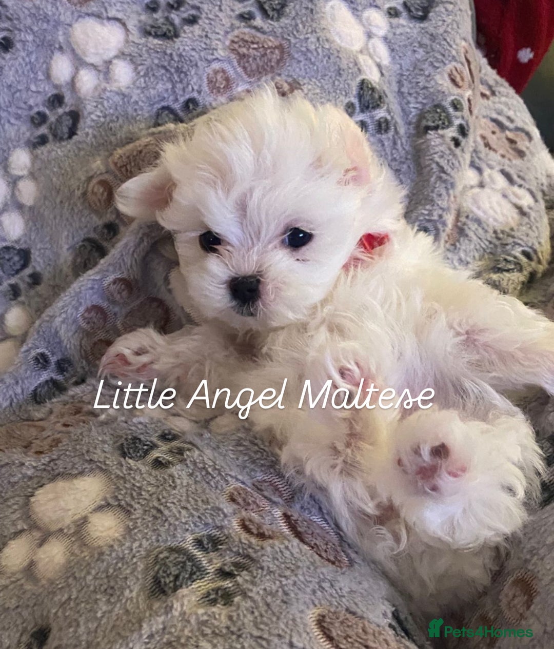 Maltese dogs for sale: ✨ Outstanding KC half-Korean Maltese Puppies ✨ - Advert 12