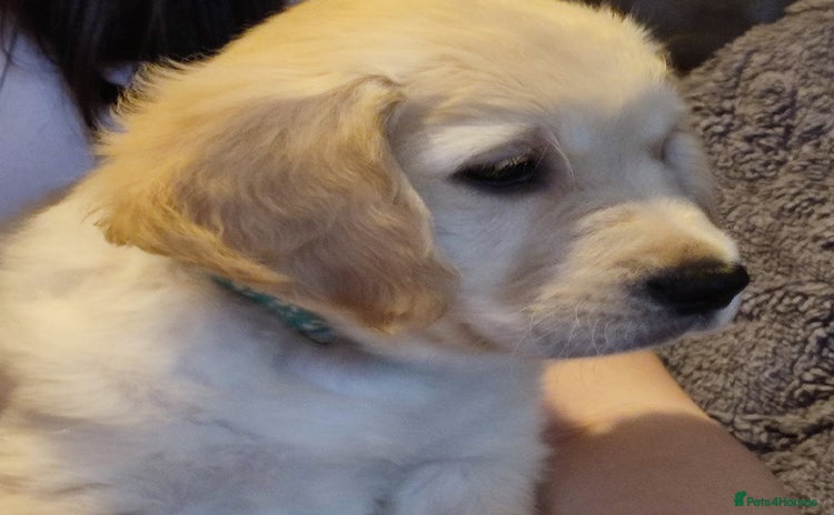 Golden Retriever dogs - Advert 6