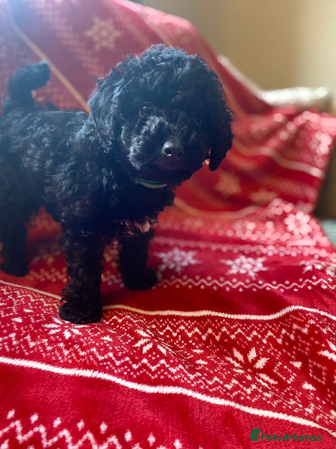 Toy Poodle dogs for sale: Reduced Remaining Toy poodle kc registered  - Advert 7