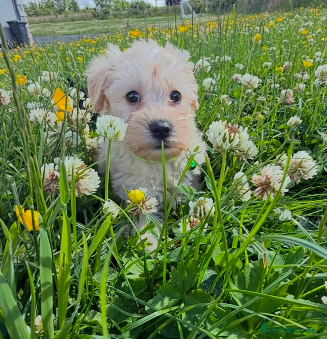 Schnoodle dogs for sale: Toy Schnoodle Puppies (Mini Schnauzer x Toy Poodle - Advert 13