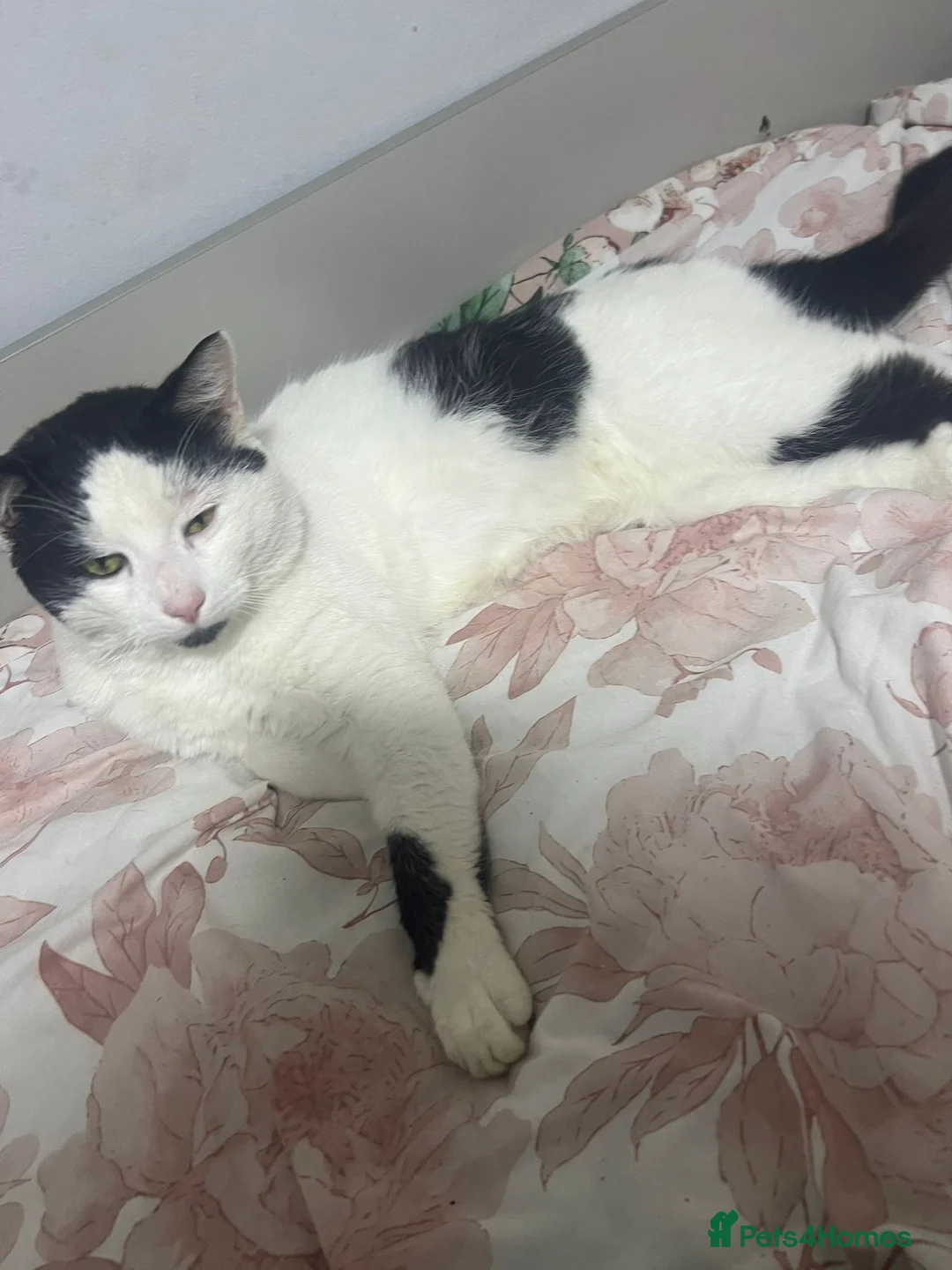 Mixed Breed cats for sale: Male cat - Advert 2