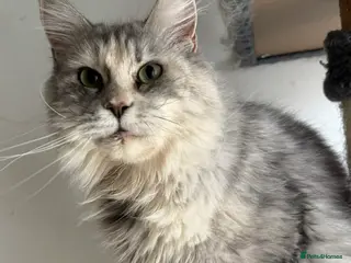 Maine Coon cats TICA registered and DNA tested Maine Coon female - Advert 1