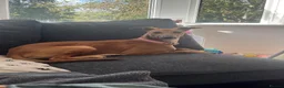 Mixed Breed dogs for sale: Honey - Advert 3