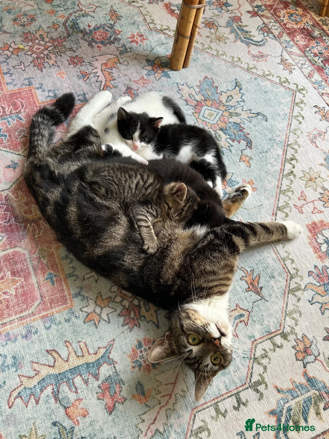 Mixed Breed cats for sale: 3 x kittens for sale (2 girls, 1 boy)  in Romsey - Advert 2