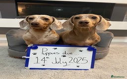 Miniature Dachshund dogs for sale: KC Reg short haired miniature dachshunds - Image 30