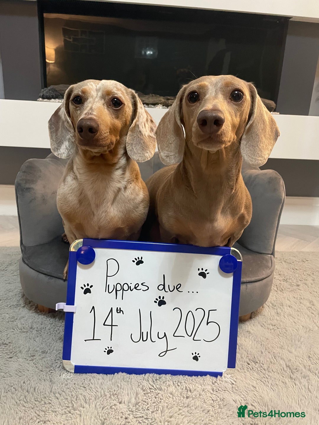 Miniature Dachshund dogs for sale: KC Reg short haired miniature dachshunds - Image 30