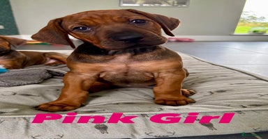 Rhodesian Ridgeback dogs - Advert 9