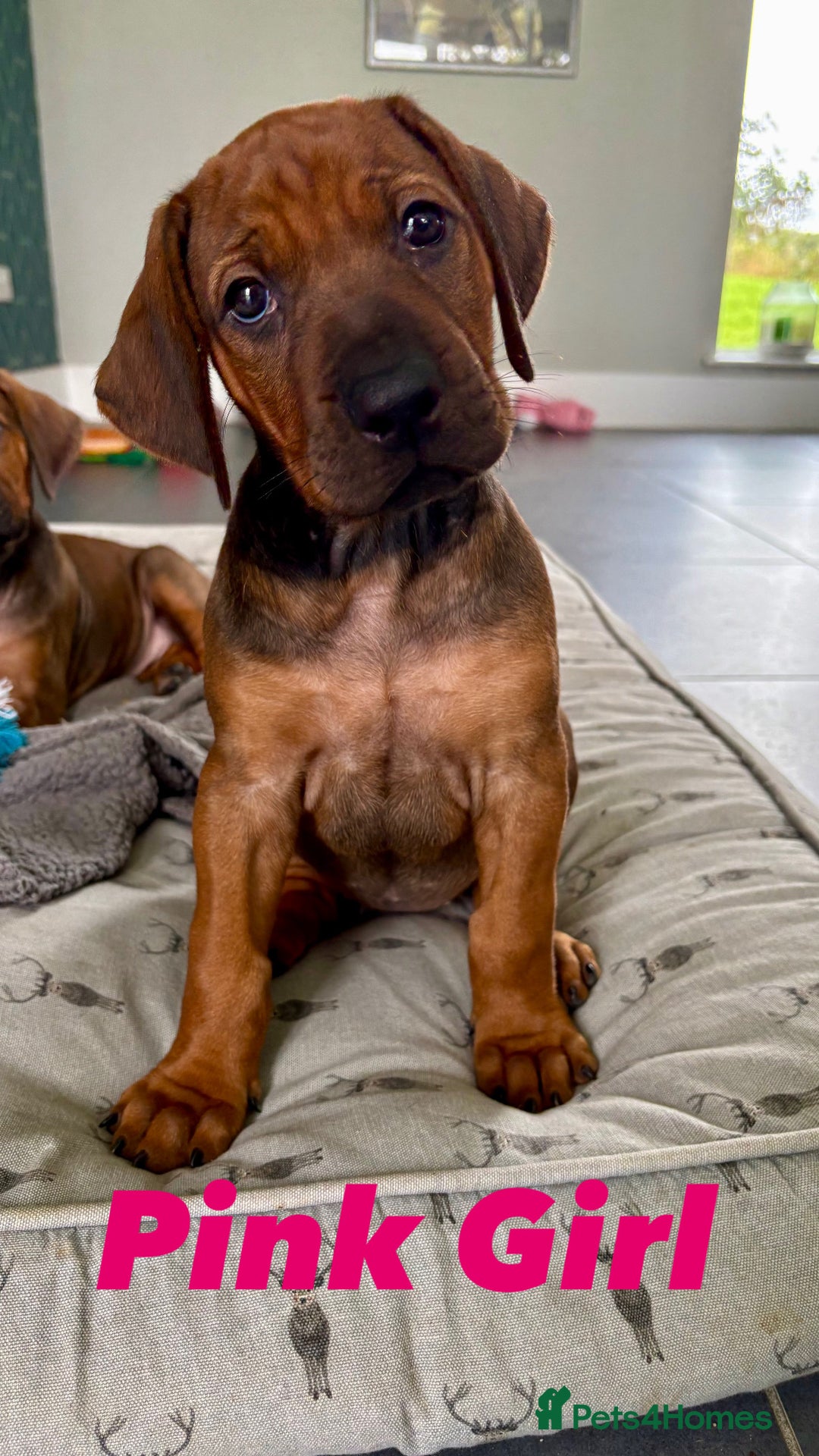 Rhodesian Ridgeback dogs for sale: Outstanding KC Reg Rhodesian Ridgeback Puppies 🦁 - Image 1