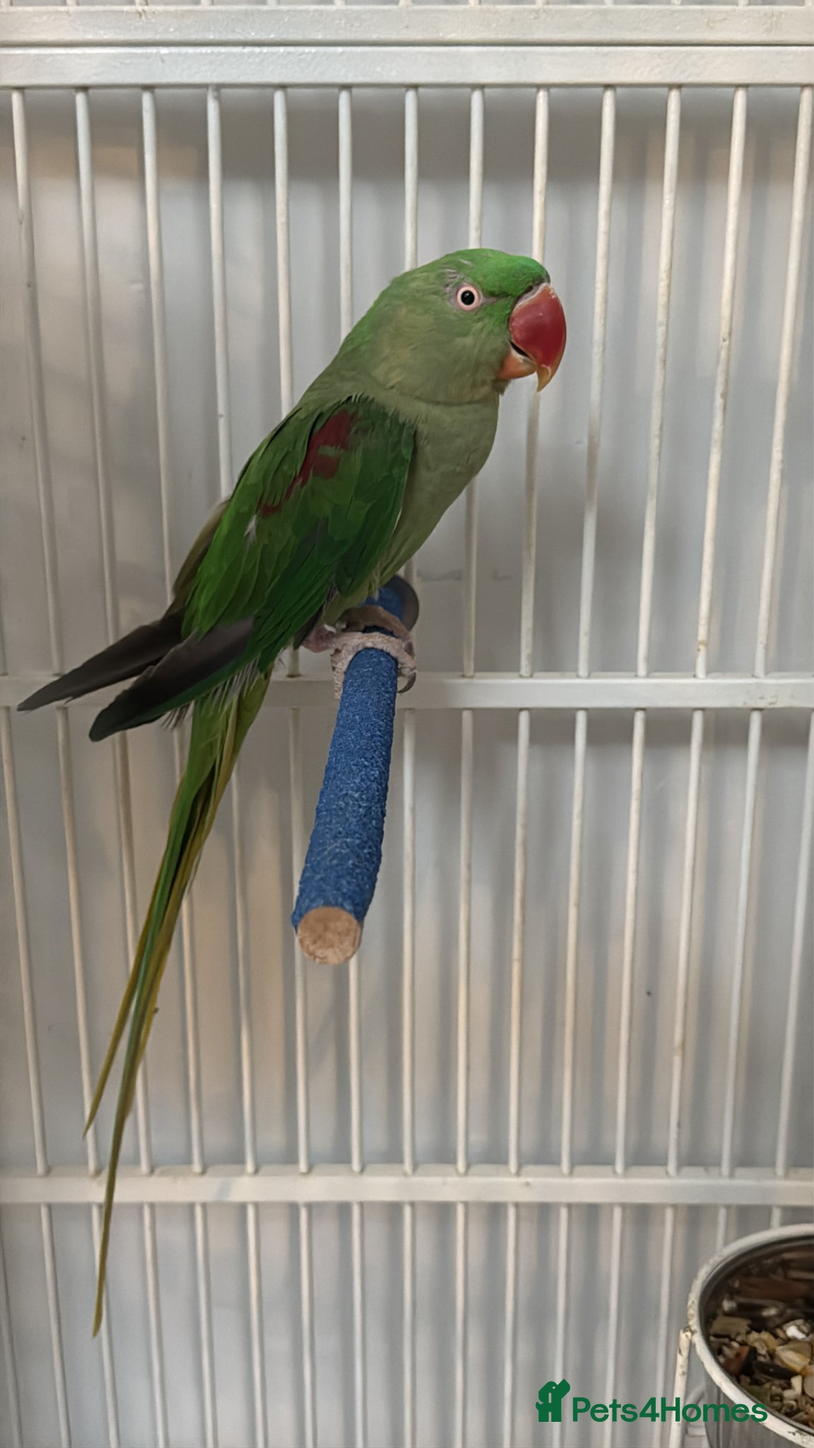 Parrots birds Young Male Alexandrine Parrot - Advert 3