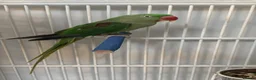Parrots birds for sale: Young Male Alexandrine Parrot - Advert 1