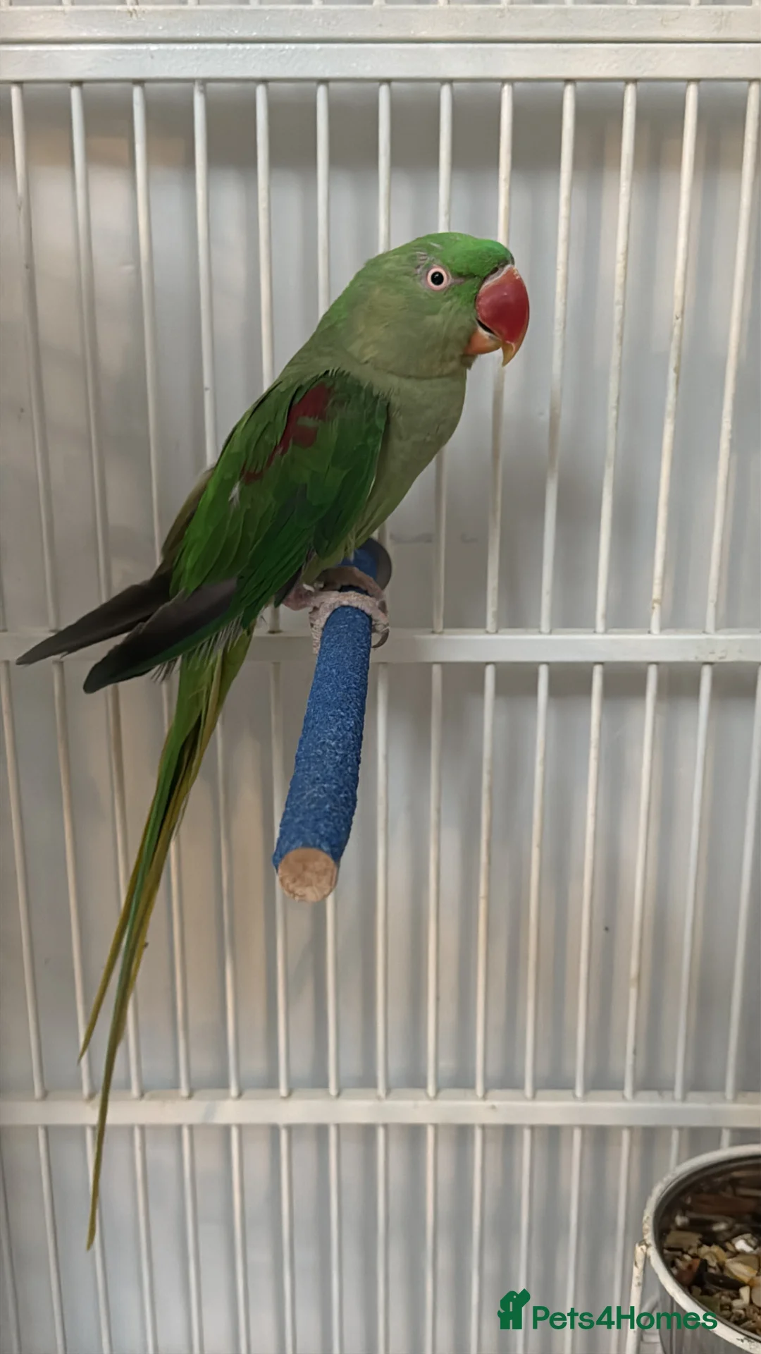 Parrots birds for sale: Young Male Alexandrine Parrot - Advert 1