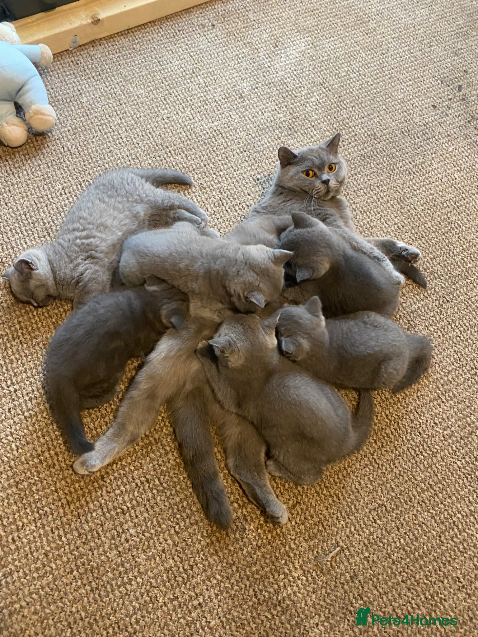 British Shorthair cats     “Beautiful British Shorthair Kittens” - Advert 4