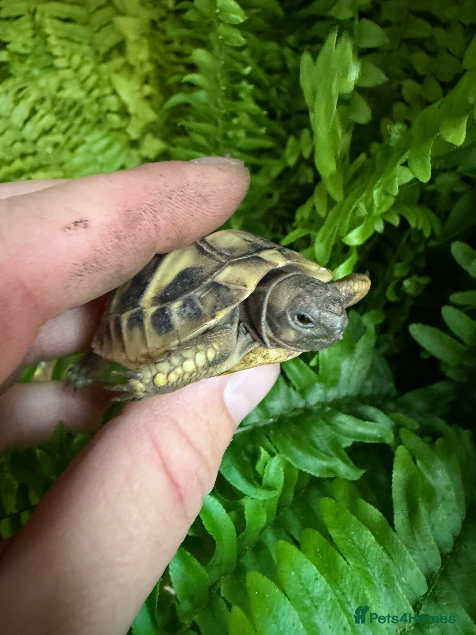 Hermann Tortoise reptiles Baby Hermanns tortoises available. Setups also ava - Advert 1