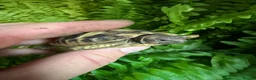 Hermann Tortoise reptiles for sale: Baby Hermanns tortoises available. Setups also ava - Advert 1