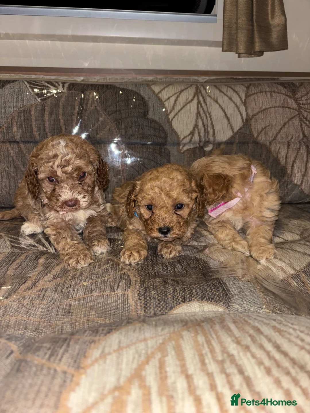Cockapoo dogs for sale: Gorgeous F1 cockapoo puppies available to reserve  - Advert 2